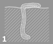 Atypidae