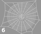 Araneidae