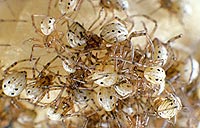 nymfy Latrodectus hesperus