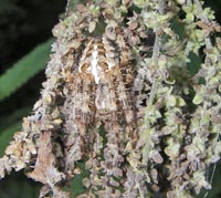 Araneus diadematus