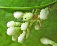 Araniella cucurbitina