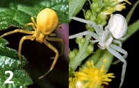 Misumena vatia