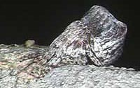 Poltys illepidus