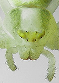 misumena vatia misumena vatia