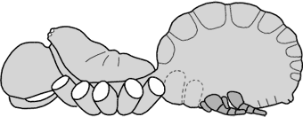 poloha snovacích bradavek - liphistiomorphae poloha snovacích bradavek - liphistiomorphae