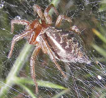 Allagelena gracilens