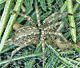 Agelena labyrinthica