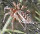 Allagelena gracilens