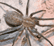 Tegenaria agrestis
