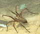 Tegenaria atrica