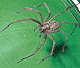 Tegenaria domestica