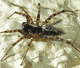 Textrix denticulata