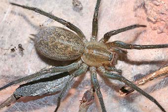 Tegenaria agrestis