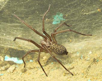 Tegenaria atrica