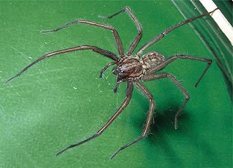 Tegenaria domestica
