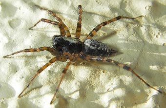 Textrix denticulata
