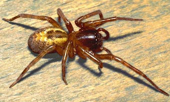 Amaurobius fenestralis