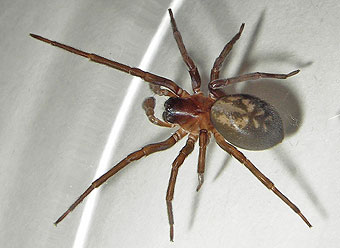 Amaurobius ferox