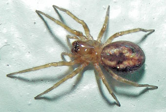 Amaurobius similis