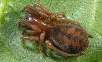 Callobius claustrarius