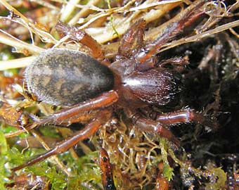 Coelotes terrestris