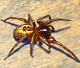 Amaurobius fenestralis