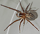 Amaurobius ferox