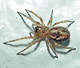 Amaurobius similis