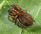 Callobius claustrarius
