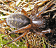 Coelotes terrestris