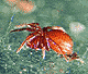 Comaroma simoni