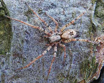Anyphaena accentuata