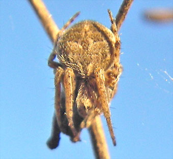 Agalenatea redii