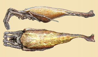 Arachnura scorpionoides