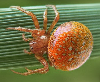Araneus alsine
