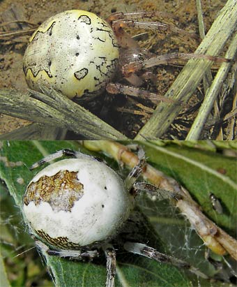 Araneus marmoreus