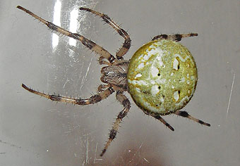 Araneus quadratus