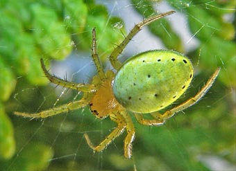 Araniella cucurbitina