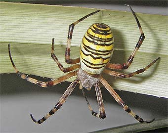 Argiope bruennichi