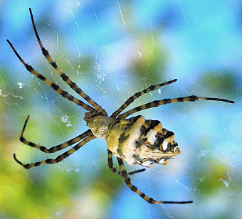 Argiope lobata