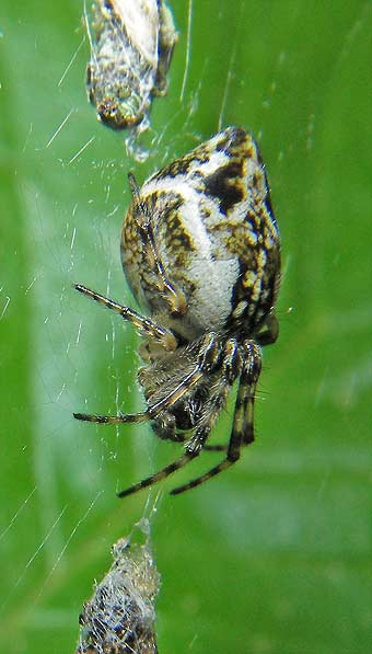 Cyclosa conica