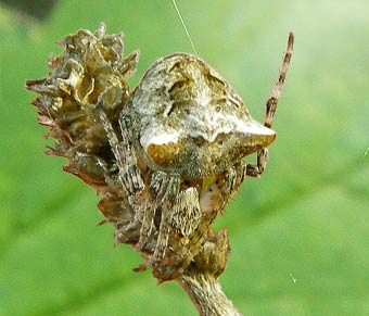 Gibbaranea bituberculata