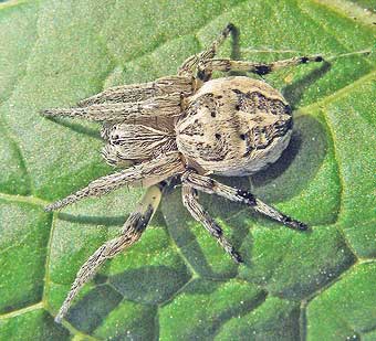 Larinioides cornutus