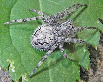 Larinioides ixobolus