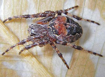 Larinioides patagiatus