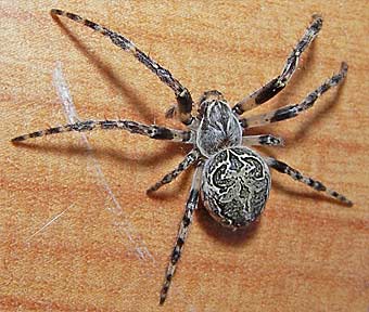 Larinioides sclopetarius