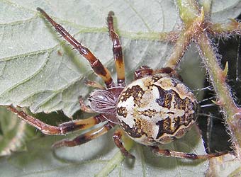 Larinioides suspicax