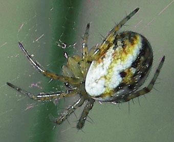 Mangora acalypha
