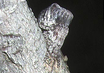 Poltys illepidus