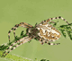 Aculepeira ceropegia